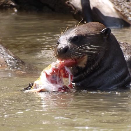 Pousada Reserva Ecologica Jaguar Poconé エクステリア 写真
