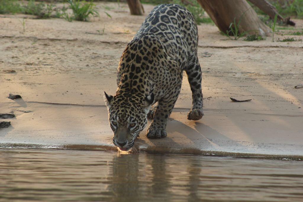 Pousada Reserva Ecologica Jaguar Poconé エクステリア 写真