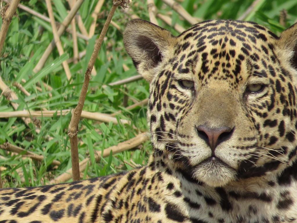 Pousada Reserva Ecologica Jaguar Poconé エクステリア 写真