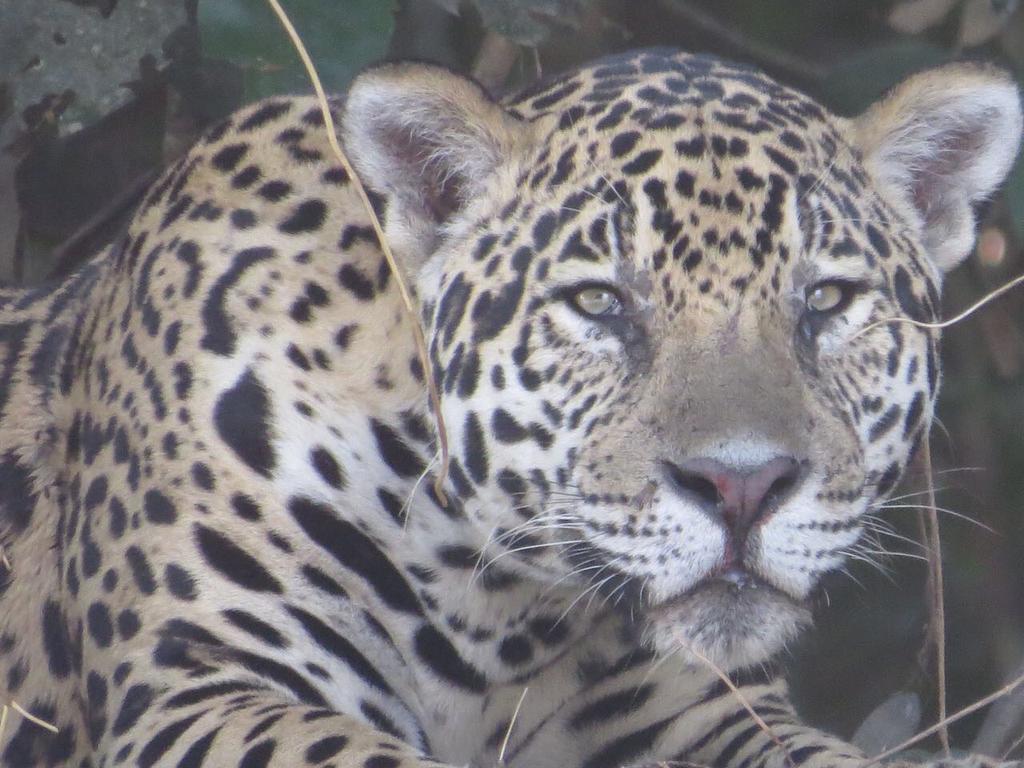 Pousada Reserva Ecologica Jaguar Poconé エクステリア 写真