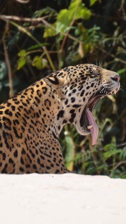 Pousada Reserva Ecologica Jaguar Poconé エクステリア 写真