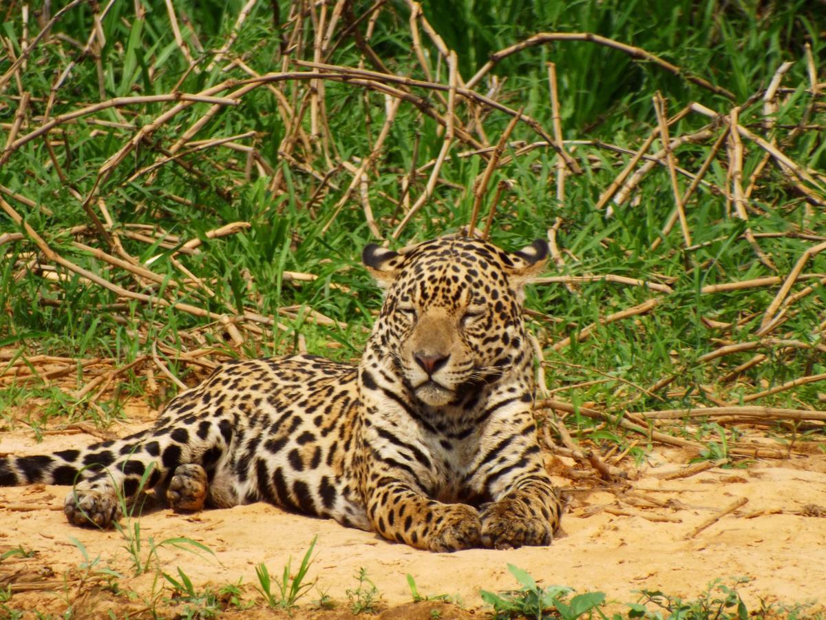 Pousada Reserva Ecologica Jaguar Poconé エクステリア 写真