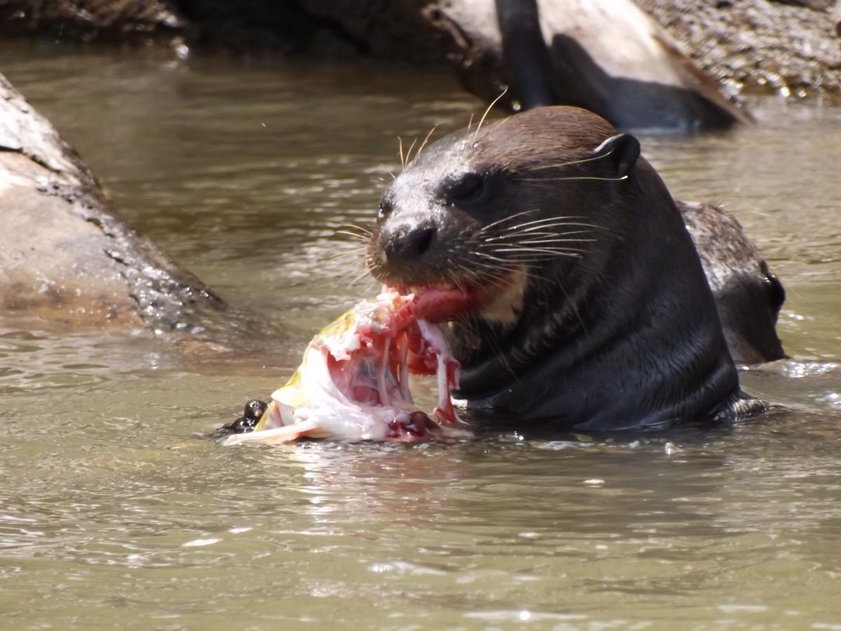Pousada Reserva Ecologica Jaguar Poconé エクステリア 写真